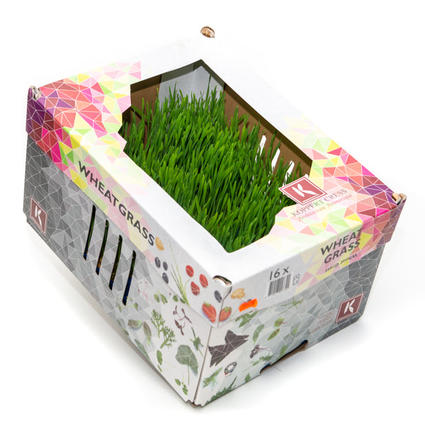 Holland Cress wheatgrass herb in a 0.5 kg box, fresh green wheatgrass with vibrant blades and healthy growth, natural herb product