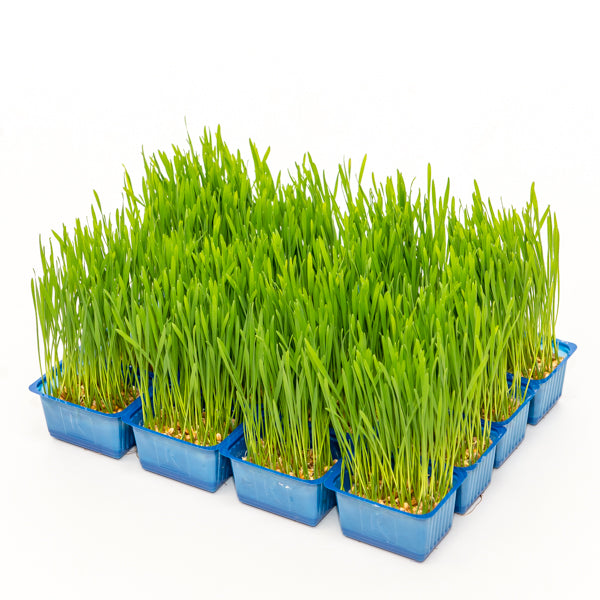 Holland Cress wheatgrass herb in a 0.5 kg box, fresh green wheatgrass with lush blades and healthy growth on a white background.
