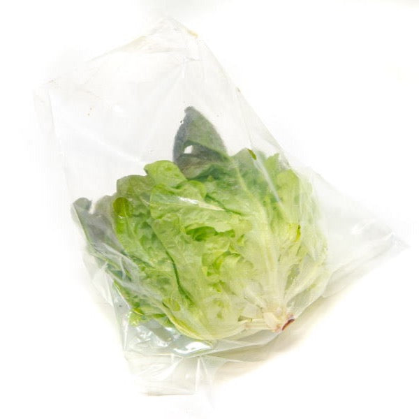 Fresh red oakleaf lettuce from Holland, single leafy vegetable showing vibrant red and green leaves on a white background.