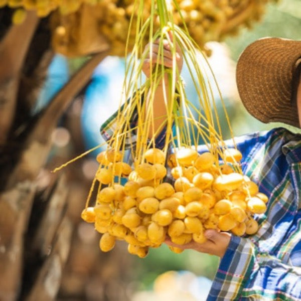 Fresh Sharbatly Rotana dates in a 1.8 kg carton, showcasing plump, glossy dates with a rich, natural appearance.