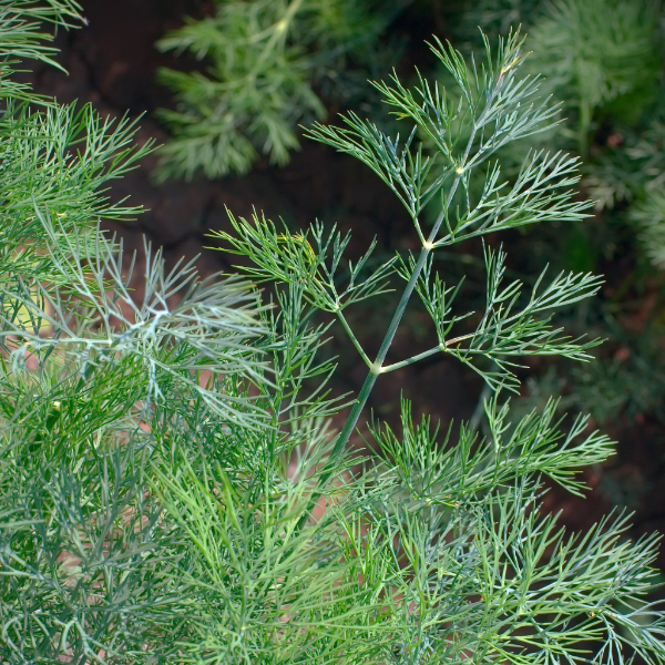 Fresh dill herb bunch from Local Market, 0.1 kg, showing vibrant green feathery leaves and stems on a white background.
