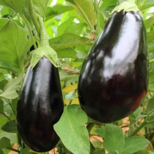 Fresh eggplants from Local Market in a 1 kg bag, showcasing glossy purple vegetables perfect for cooking.