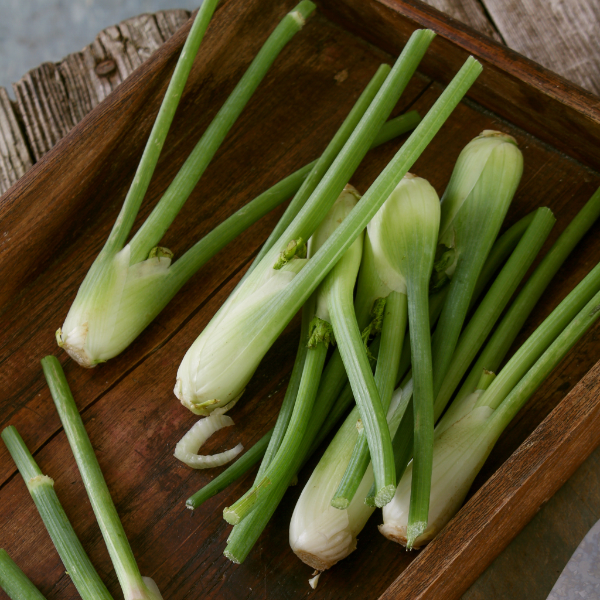 Fresh Holland fennel baby vegetable in a 0.2 kg pack, showing small, crisp fennel bulbs with feathery green fronds.