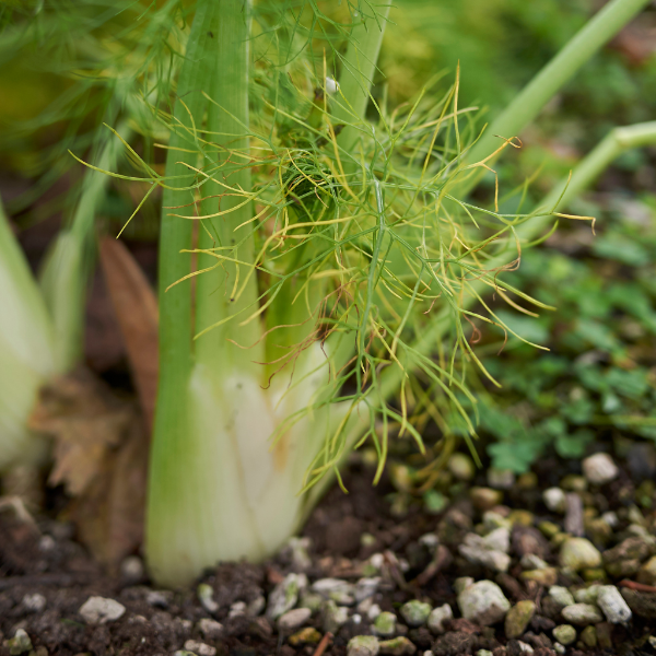 Fresh Holland fennel baby vegetable in a 0.2 kg pack, showcasing crisp, green fennel bulbs with feathery fronds.