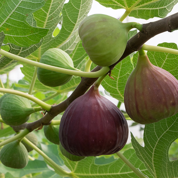 Fresh figs in a 1 kg pack from Local Market, showcasing ripe, purple fruit with green leaves on a natural background.