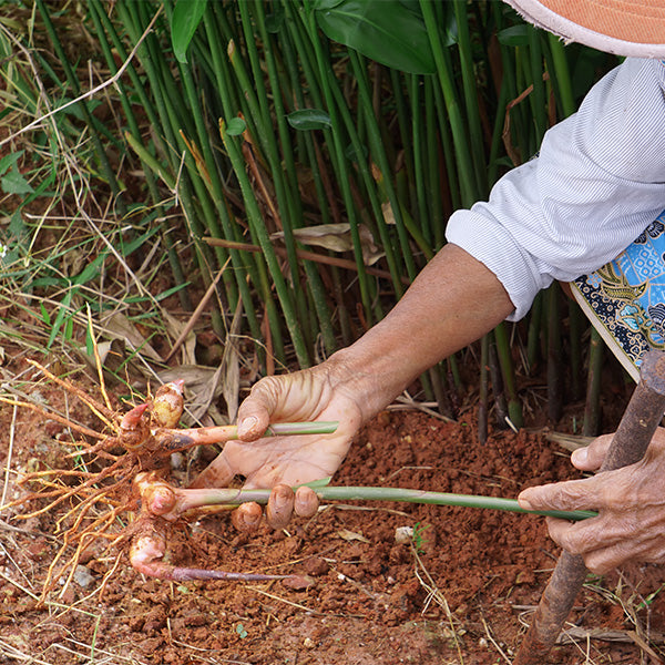 Fresh Thai galangal vegetable in a 0.25 kg pack, showcasing its knobby, light brown skin and fragrant aroma.