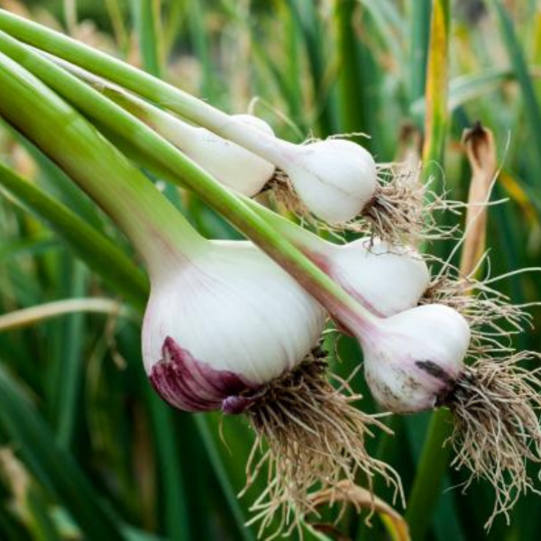Peeled garlic cloves in a 0.45 kg pack by Sharbatly, fresh vegetable with visible garlic cloves ready for cooking.