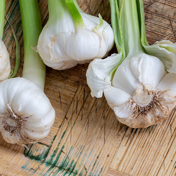 Fresh garlic green spring vegetable from Holland, 0.3 kg pack, vibrant green garlic greens in a clear plastic bag.