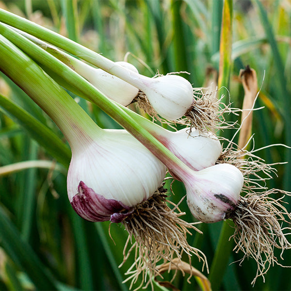 Fresh garlic green spring vegetable from Holland in a 0.3 kg pack, shown with vibrant green garlic greens in natural setting.