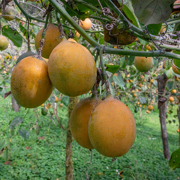 Fresh Holland granadilla fruit, 0.5 kg, with vibrant orange skin and seed-filled interior, showcasing natural tropical flavor.