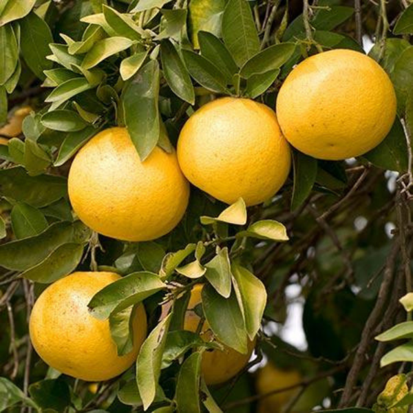 Pink grapefruits from Sharbatly in a 2 kg bag, fresh and ripe citrus fruits with vibrant pink color and smooth skin.