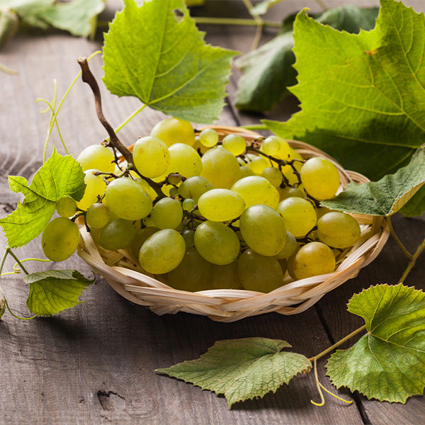 White seedless grapes in a 4.5 kg carton, fresh Sharbatly fruit with plump, ripe grapes on the vine.