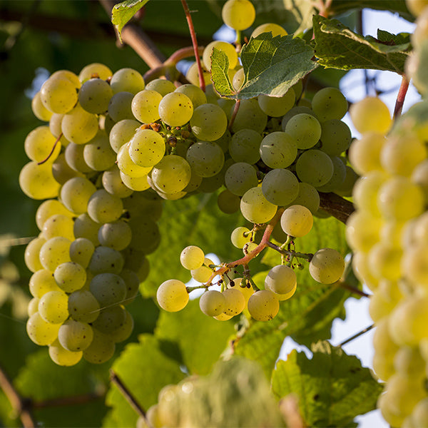 White seedless grapes from Sharbatly in a 4.5 kg carton, fresh and ripe fruit ready to enjoy.