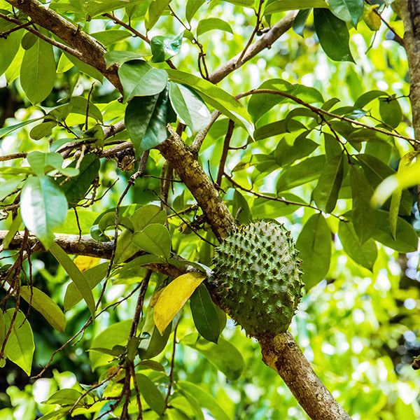 Holland Guanabana fruit, single 2 kg piece, fresh and ripe with green outer skin and spiky texture, ready to eat.
