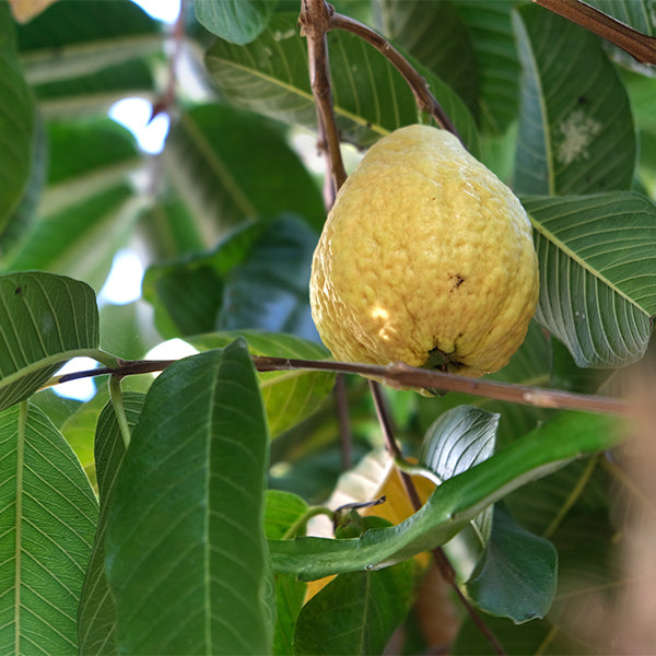 Fresh Guavas from Local Market, 2 kg box, showcasing ripe green fruit with smooth skin and natural texture.