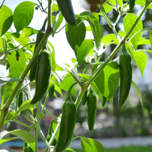 Fresh green jalapeno peppers in a 0.25 kg pack, Holland brand, vibrant and crisp, ideal for cooking or garnishing.