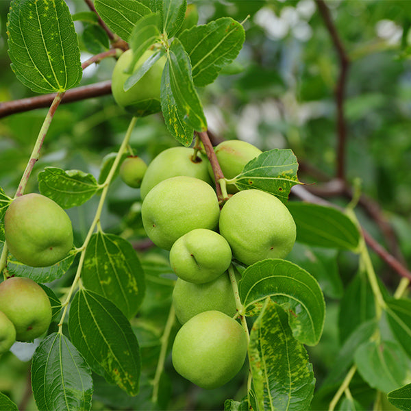 Giant jujubes in a 1 kg pack from Local Market, fresh and ripe fruit with smooth, glossy skin on a natural background.