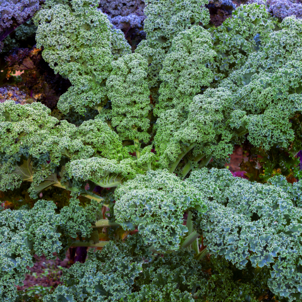 Fresh curly kale superfood vegetable in a 0.5 kg bag from Local Market, showing vibrant green leaves and textured curly leaves.