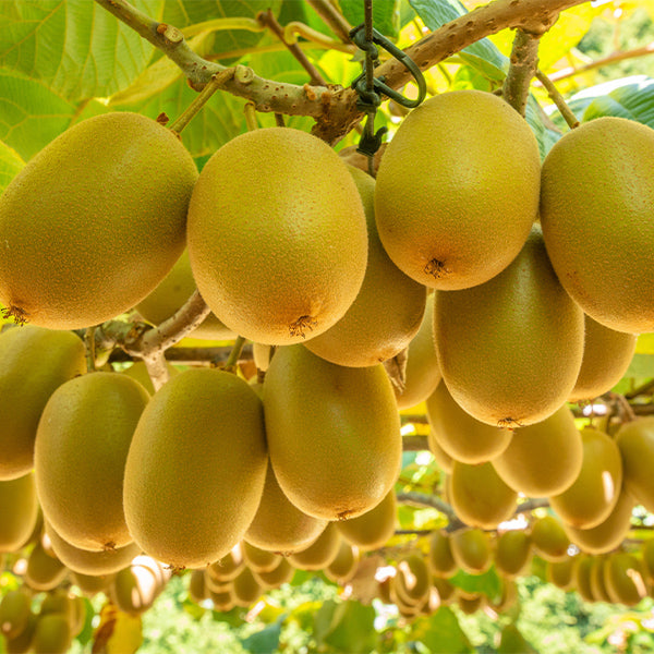 Red passion kiwifruit from Sharbatly in a 0.5 kg pack, showing vibrant red flesh and fuzzy brown skin.