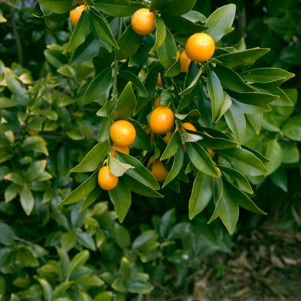 Holland Meiwa kumquats in a 0.4 kg pack, fresh orange-colored citrus fruits with glossy skin.