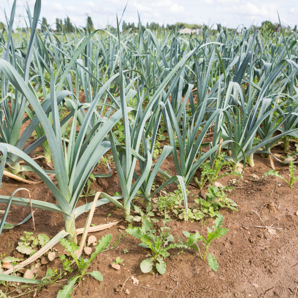Fresh Holland leeks in a 1 kg bunch, showcasing long green stalks and white bulbs, ideal for cooking or salads.