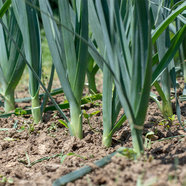 Fresh leek leaves bunch from Local Market, vibrant green vegetable suitable for cooking and adding flavor to dishes.