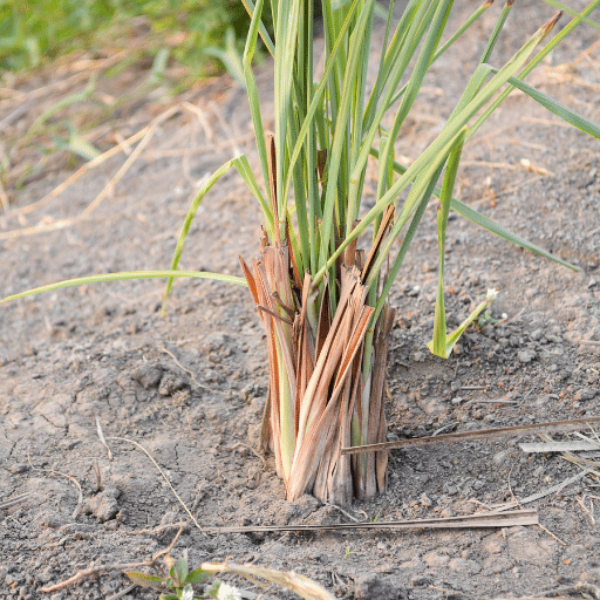 Fresh lemon grass herb bunch from Thailand, 0.10 kg, with vibrant green stalks ideal for cooking and Asian dishes.