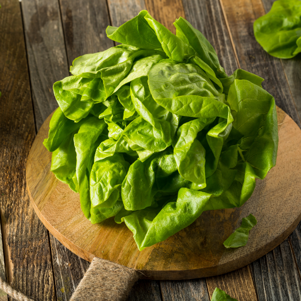 Fresh Boston lettuce from Holland, showcasing crisp, green leaves, ideal for salads and healthy meals.