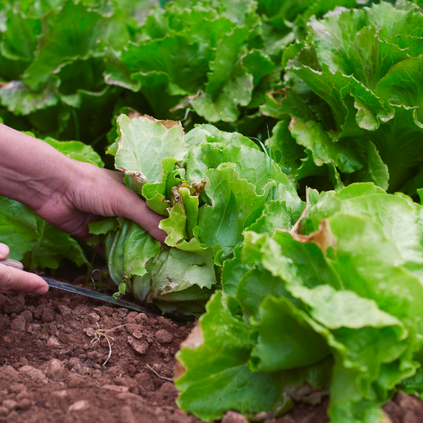 Fresh Mishkat Boston lettuce in a 0.125 kg vegetable pack, showcasing crisp, green leaves perfect for salads or sandwiches.