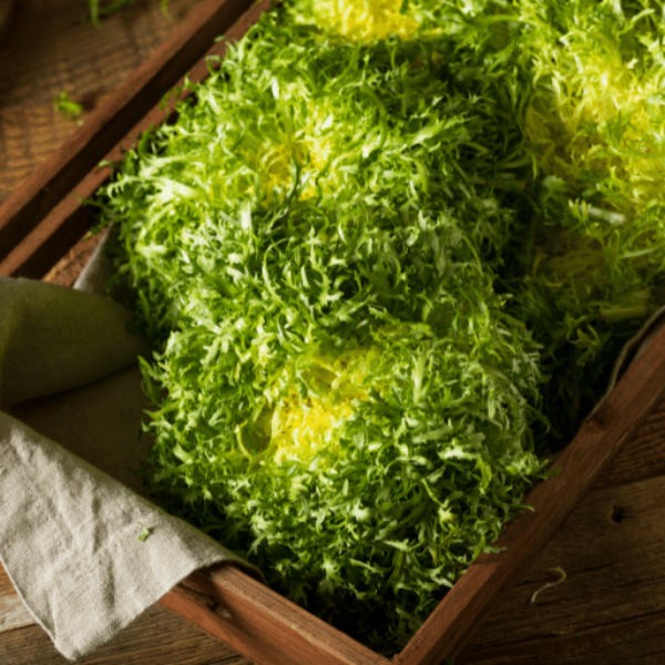 Fresh yellow Curled Endive lettuce from Holland, showcasing frisée vegetable with leafy, curly edges.