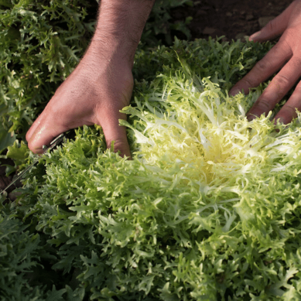 Single yellow frisée lettuce leaf with curled endive edges, fresh and crisp, from Holland, ideal for salads and garnishes.