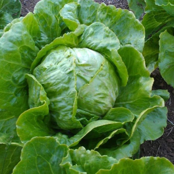 Fresh iceberg lettuce leaf from Sharbatly, showcasing crisp, green vegetable with textured surface.