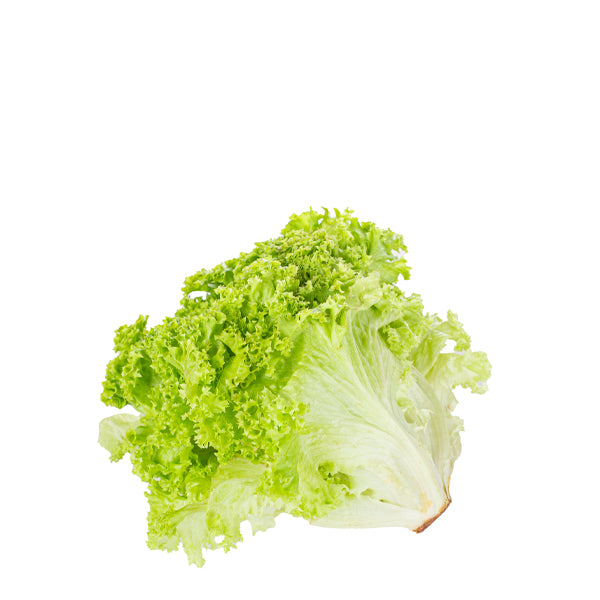 Fresh single piece of Lollo Biondo lettuce from Osama Bakr Veg, showcasing its curly green leaves and crisp texture.