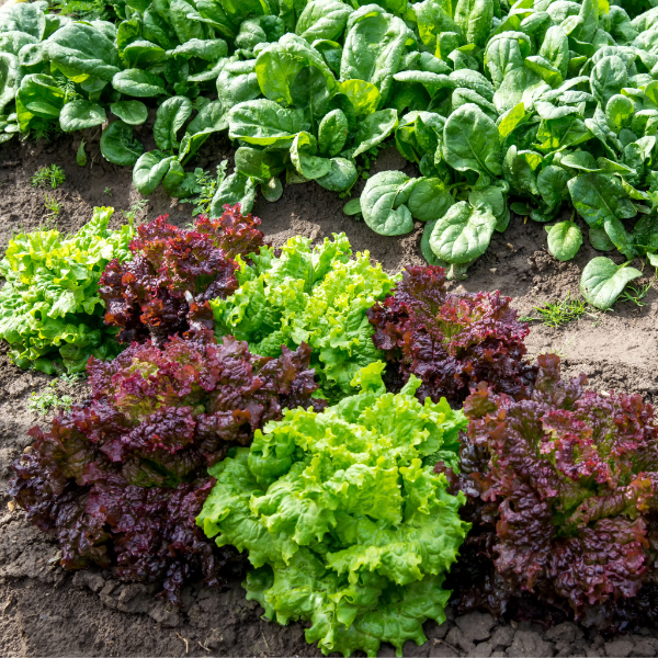 Fresh Lollo Rosso lettuce leaf from Holland, showcasing vibrant red and green curly leaves, perfect for salads.