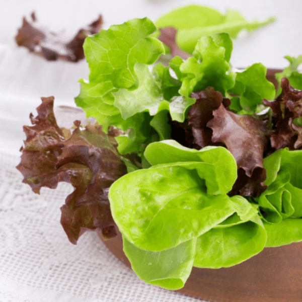 Fresh red oakleaf lettuce from Holland, showing vibrant leaves with a crisp texture on a white background.