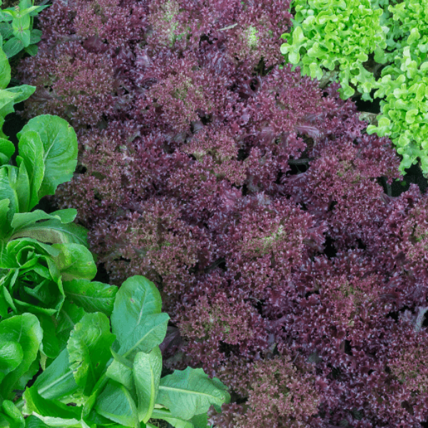 Fresh red oakleaf lettuce from Holland, single leafy vegetable piece with vibrant green and red leaves, suitable for salads and garnishes.