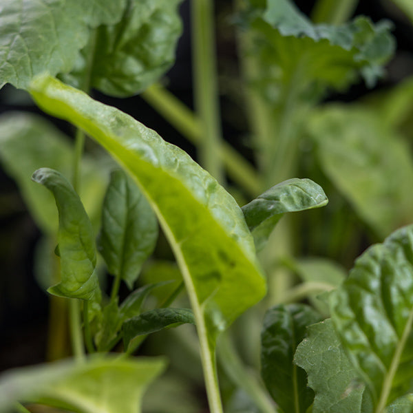 Fresh organic baby kale and lettuce mix in a 0.125 kg pack, hydroponically grown vegetable from Mishkat.