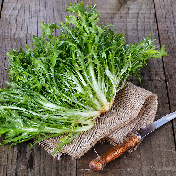 Fresh green frisée lettuce from Holland, single leafy vegetable piece showing textured, curly leaves suitable for salads.
