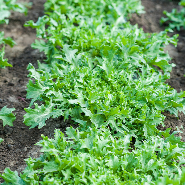 Fresh green frisée lettuce from Holland, single leafy vegetable piece, crisp and vibrant for salads and garnishes.