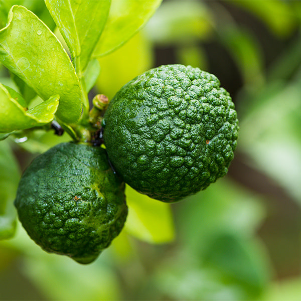 Fresh Thailand Limes Kaffir in 0.25 kg pack, showcasing vibrant green citrus leaves and textured fruit on a natural background.