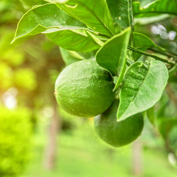 Seedless limes in a 1 kg pack from Local Market, fresh green fruit ready for cooking or garnishing.