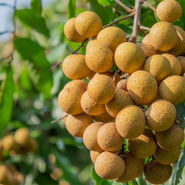 Fresh Thailand Longan fruit in a 0.5 kg pack, showcasing ripe, translucent longan berries ready to eat.