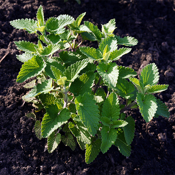 Fresh Medina Hasawi/Madaniy mint herb in a 0.1 kg pack, showcasing vibrant green leaves from Local Market.