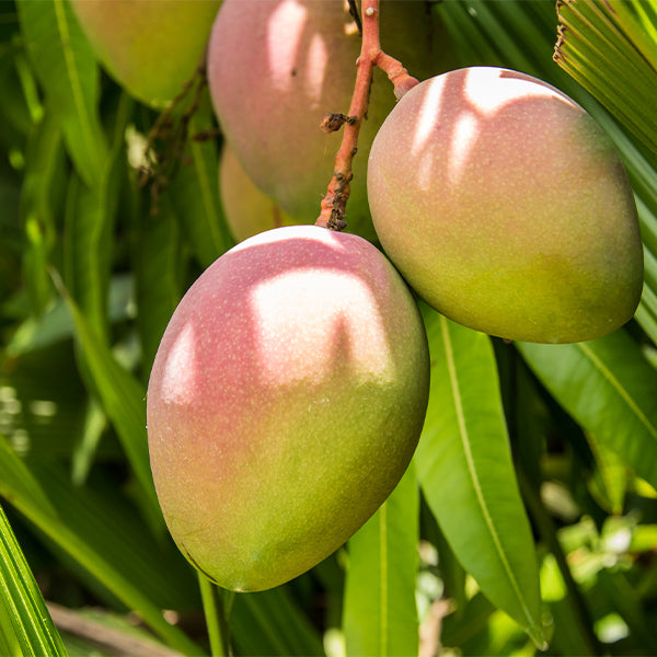 Fresh Mango Naomi fruits in a 3 kg carton from Local Market, showcasing ripe, vibrant mangoes ready to enjoy.