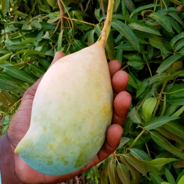 Fresh Samaka mangoes in a 3 kg carton from Local Market, showcasing ripe, vibrant tropical fruit ready to enjoy.