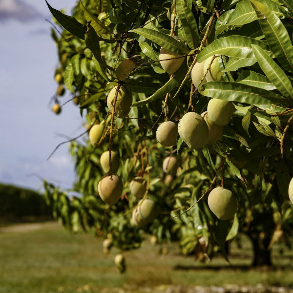 Fresh Badami mangoes in a 3 kg carton from Local Market, showcasing ripe, yellow mangoes with smooth skin.