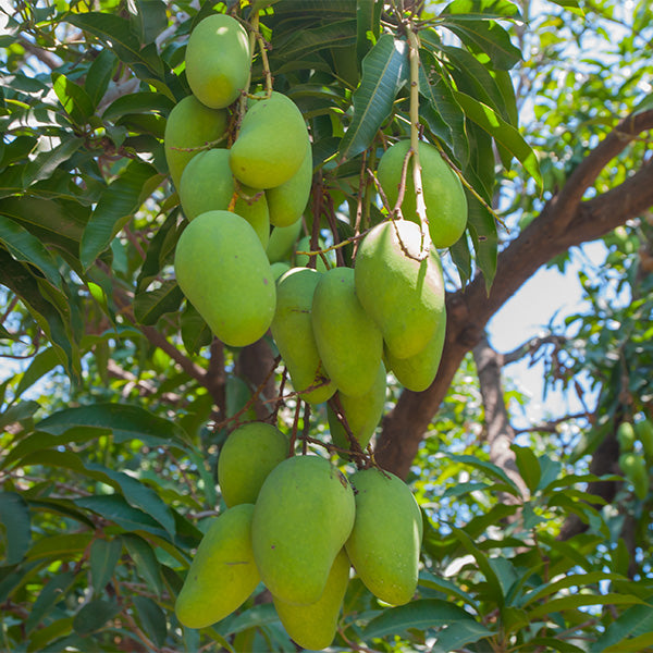 Fresh Chaunsa mangoes from Local Market in a 2.5kg carton, showcasing ripe, vibrant yellow mangoes ready to enjoy.