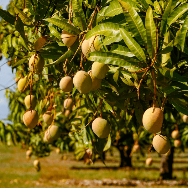 Fresh Timour mangoes from Local Market in a 2.5 kg carton, showcasing ripe, vibrant yellow-orange mangoes ready to enjoy.