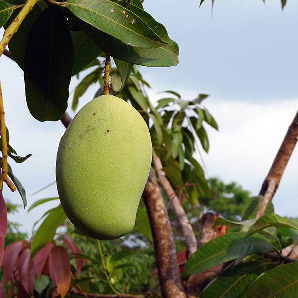 Fresh mangoes from Jasmine brand in a 3 kg carton, showcasing ripe, vibrant fruit ready for enjoying or cooking.