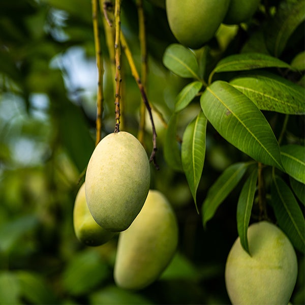 Fresh Zebda mangos in a 3 kg carton, showcasing bright yellow fruit from Sharbatly.